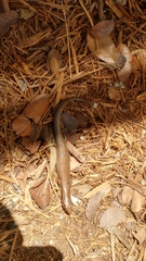 Plestiodon tetragrammus brevilineatus