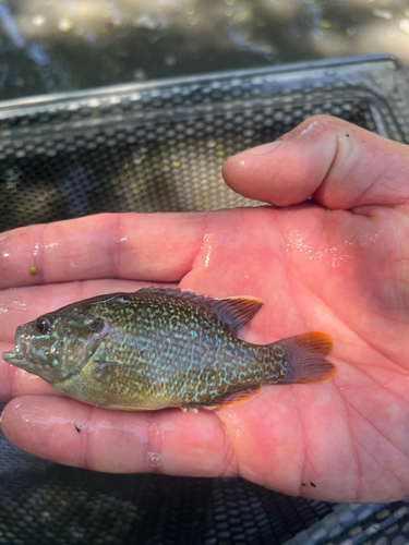 Green Sunfish