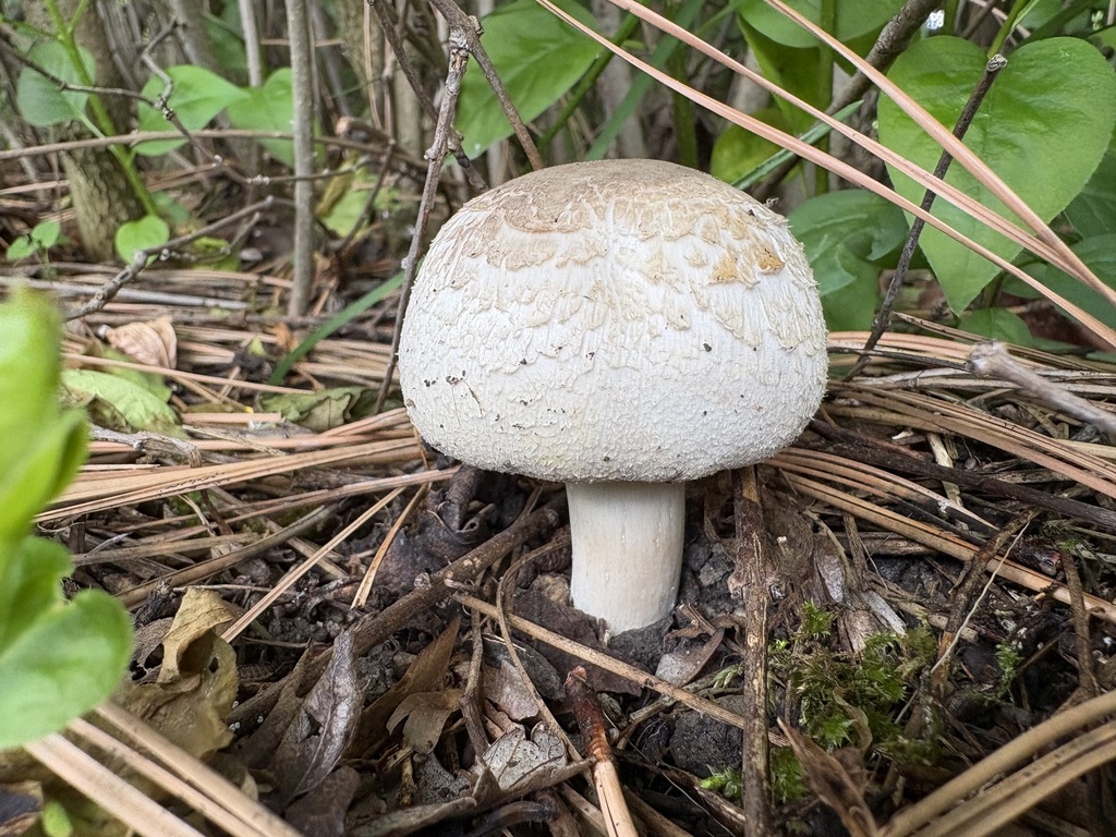 Yellow Stainer · June 2026 · photo: Photo: (c) sylbobaggins, some rights reserved (CC BY) · iNaturalist