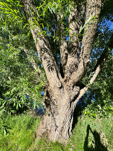 Goodding's willow