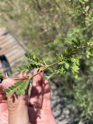 screwbean