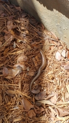 Plestiodon tetragrammus brevilineatus