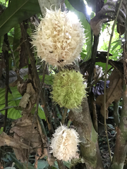 Carpotroche longifolia