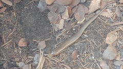 Plestiodon tetragrammus brevilineatus