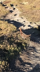 Lagopus lagopus scotica