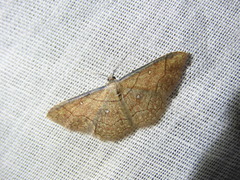 Cyclophora coecaria