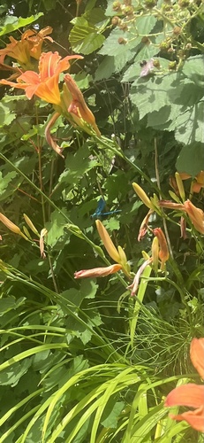 Banded Demoiselle