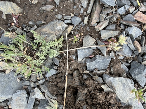 Lomatium watsonii, 2026-06-10