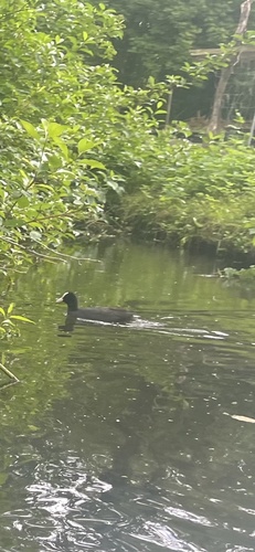 Eurasian Coot