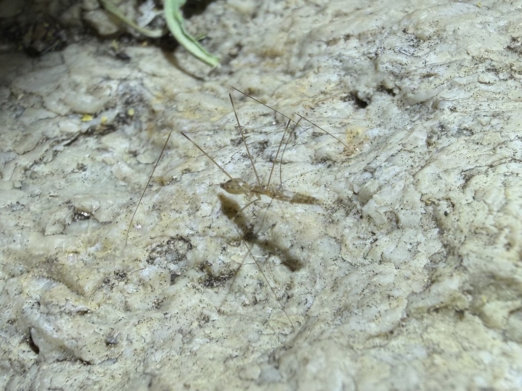 Ploiaria aptera