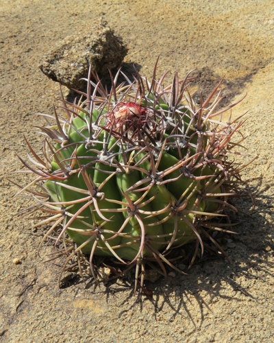 Melocactus lanssensianus