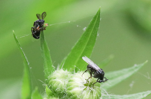 Ripiphorus
