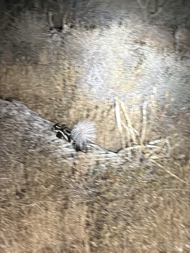 Desert Spotted Skunk