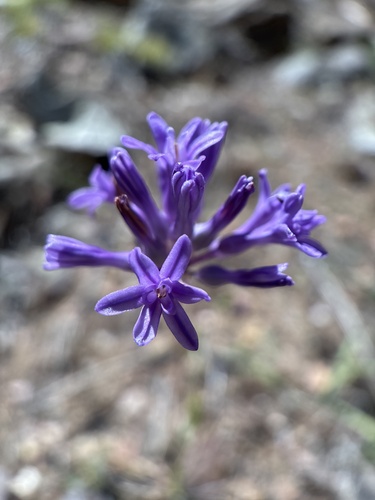 Dichelostemma multiflorum, photograph 3