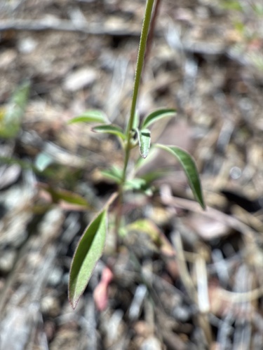 Dichelostemma multiflorum, photograph 4