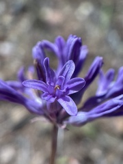 Dichelostemma multiflorum, photograph (c) graham_coop, some rights reserved (CC BY)