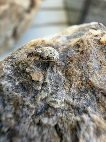 Prosopis Seed Beetle