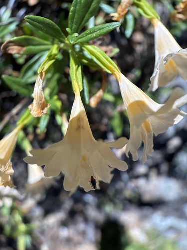 Diplacus grandiflorus, photograph 4