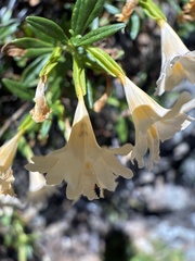 Diplacus grandiflorus, photograph (c) graham_coop, some rights reserved (CC BY)