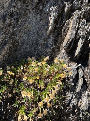 Diplacus grandiflorus, photograph 5