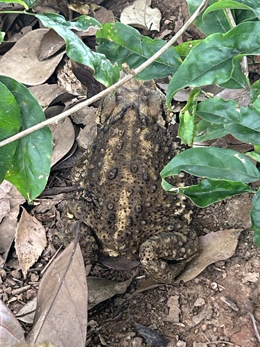 Asiatic Toad