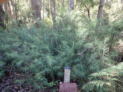 Emu berry (Podocarpus drouynianus)