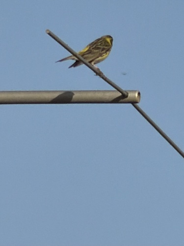 European Serin