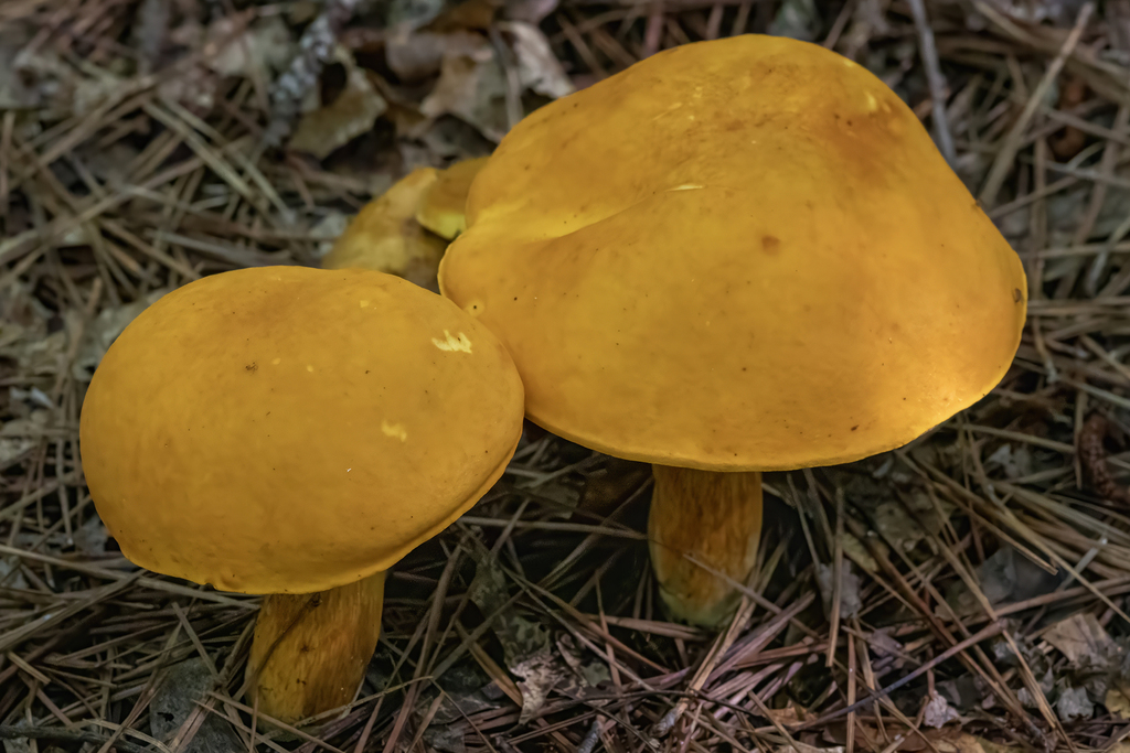 Boletus aurantiosplendens · June 2026 · photo: Photo: (c) Dan Vickers, some rights reserved (CC BY) · iNaturalist