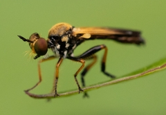 Eudioctria sackeni