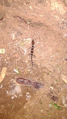 Coleonyx mitratus