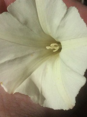 Calystegia stebbinsii