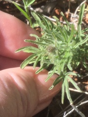Calystegia stebbinsii