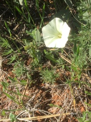 Calystegia stebbinsii