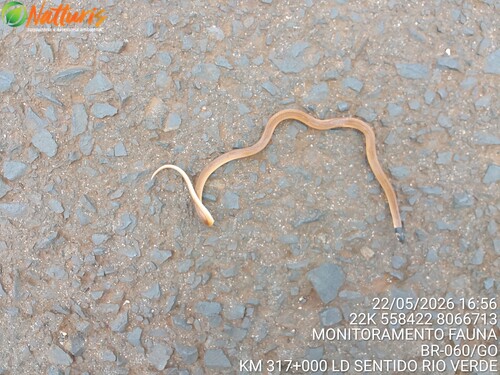 Black-headed Snake