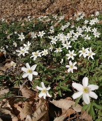 Anemonoides nemorosa