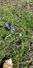 Scilla siberica