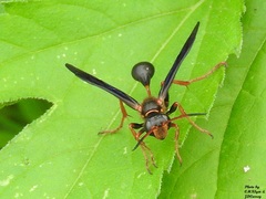 Isodontia exornata