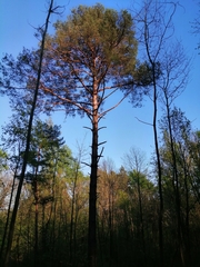 Pinus sylvestris
