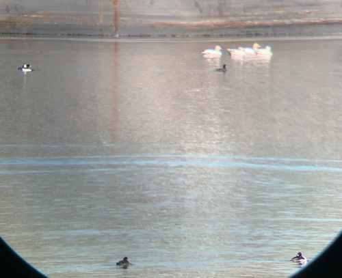 Bufflehead photographed in Idaho