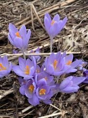 Crocus