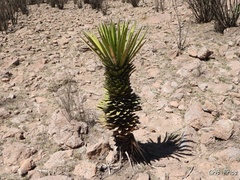 Yucca filifera