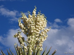 Yucca filifera