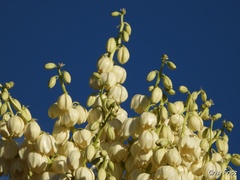 Yucca filifera