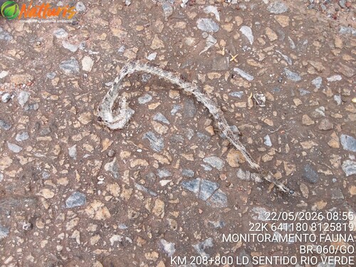 Paraiba Cat-eyed Snake