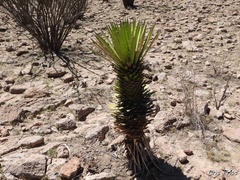 Yucca filifera