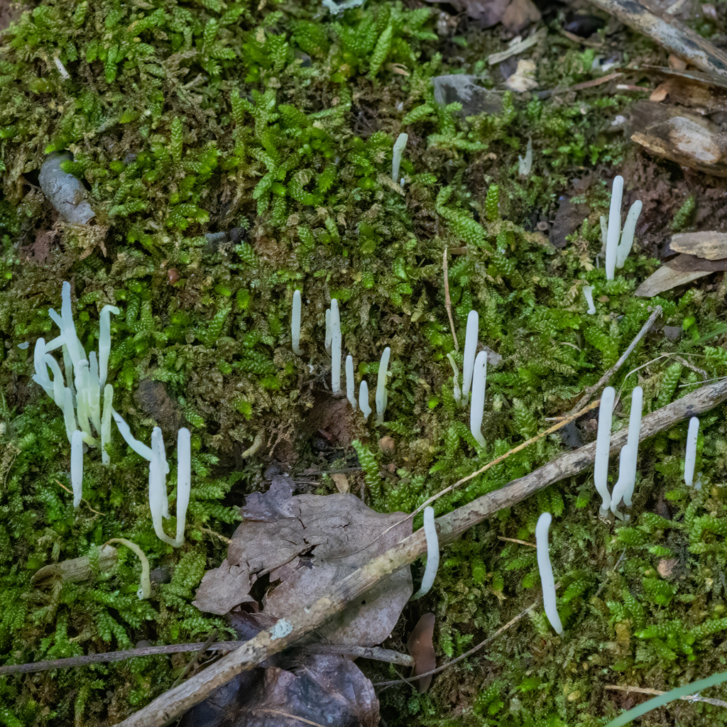 Fairy Fingers · June 2026 · photo: Photo: (c) Dan Vickers, some rights reserved (CC BY) · iNaturalist