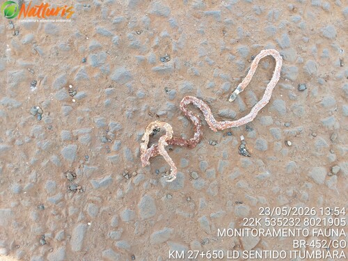 Reinhardt's Burrowing Snake
