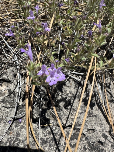 dwarf false pennyroyal
