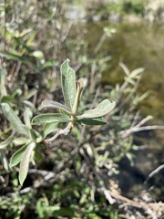 Salix breweri