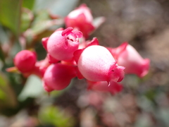 Arctostaphylos pajaroensis